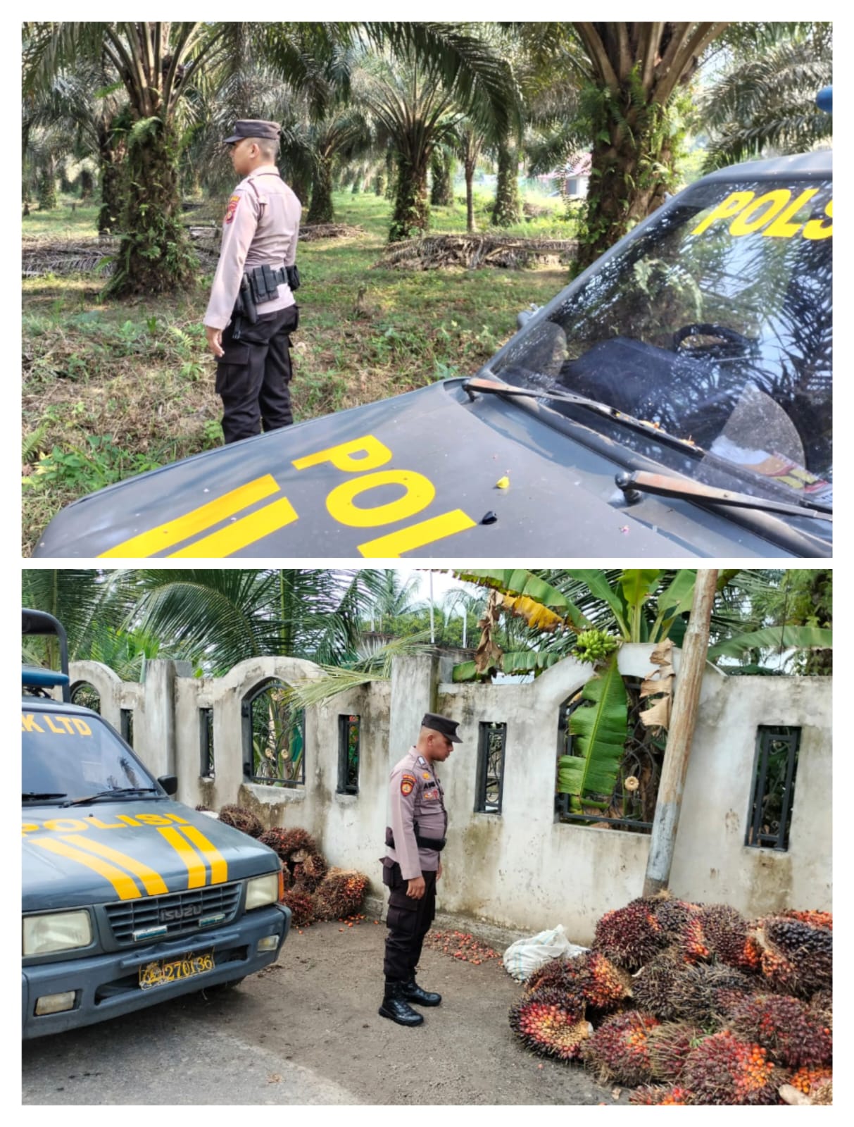 Patroli Polsek Logas Tanah Darat Sasar Perkebunan Masyarakat